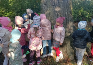 Dzieci szukają owadów w korze drzew.