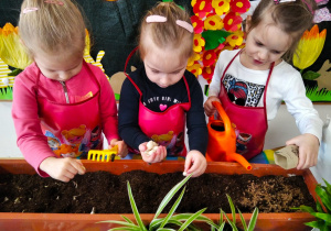 Dzieci sadzą cebulkę oraz ziarna fasoli do korytka z ziemią.