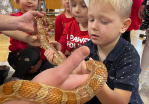 Przedszkolaki trzymają węża zbożowego.