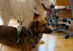 Wizyta Pani Darii z pieskami