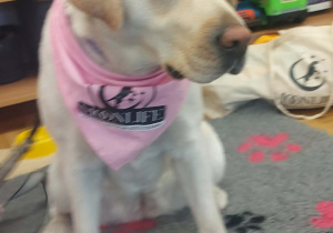 Spotkanie Przedszkolaków z psem