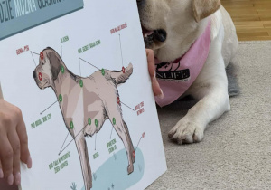 Dogoterapia w grupie Żółtej