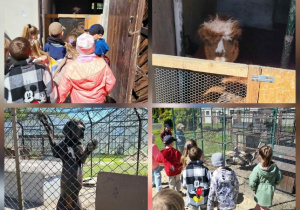 Zwiedzanie mini zoo.