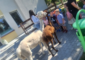 Alpaki w Przedszkolu