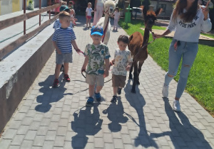 Alpaki w Przedszkolu