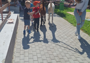 Alpaki w Przedszkolu