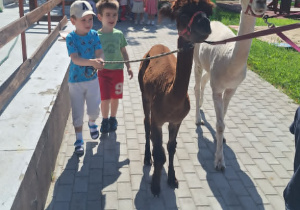 Alpaki w Przedszkolu