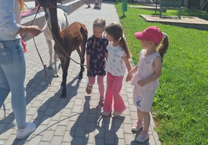 Alpaki w Przedszkolu