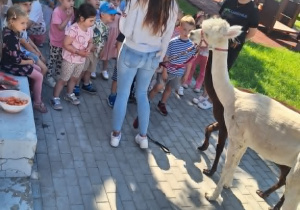 Alpaki w Przedszkolu