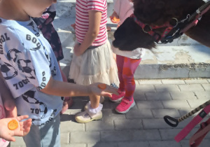 Alpaki w Przedszkolu