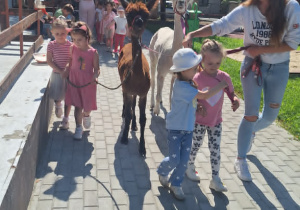 Alpaki w Przedszkolu