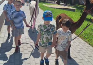 Alpaki w Przedszkolu
