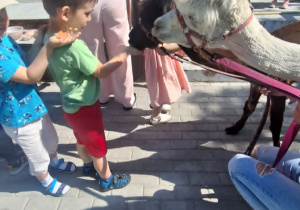 Alpaki w Przedszkolu