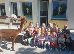 Alpaki w Przedszkolu