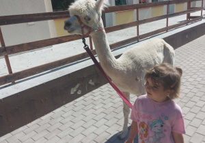 Alpaki w Przedszkolu