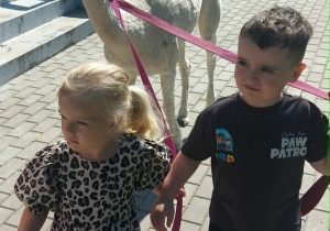Alpaki w Przedszkolu