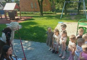 Alpaki w Przedszkolu
