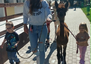 Alpaki w Przedszkolu