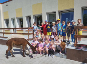 Alpaki w przedszkolu