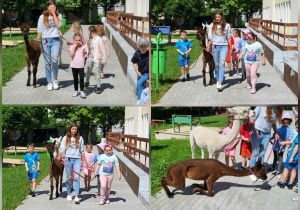 Alpaki w przedszkolu