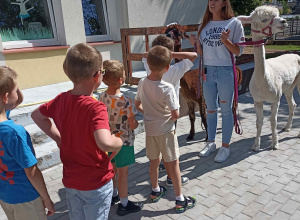Alpaki w przedszkolu