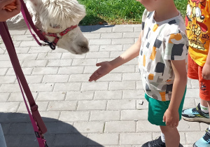 Przedszkolaki karmią alpaki.