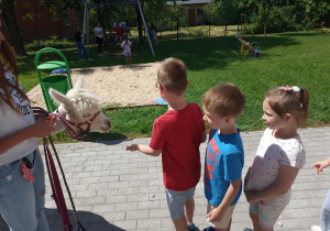 Przedszkolaki karmią alpaki.