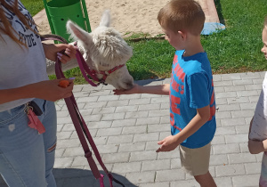 Przedszkolaki karmią alpaki.