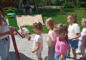 Przedszkolaki karmią alpaki.