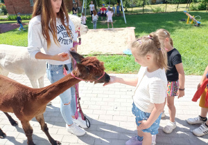 Przedszkolaki karmią alpaki.