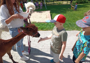 Przedszkolaki karmią alpaki.