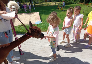 Przedszkolaki karmią alpaki.