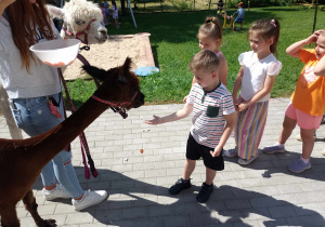 Przedszkolaki karmią alpaki.