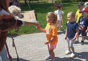 Przedszkolaki karmią alpaki.