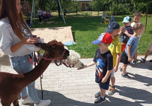 Przedszkolaki karmią alpaki.