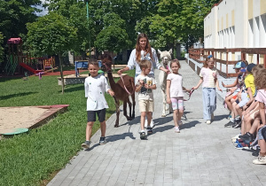 Spacer z alpakami po ogrodzie przedszkolnym.