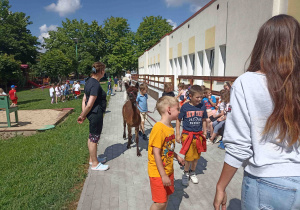 Spacer z alpakami po ogrodzie przedszkolnym.