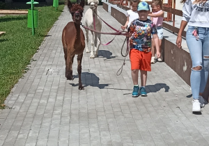 Spacer z alpakami po ogrodzie przedszkolnym.