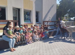 Alpaki w przedszkolu